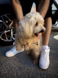 Found/Stray Female Dog last seen Mt Plymouth Rd 437 running towards S Curves, Mount Plymouth, FL 32776