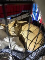 Found/Stray Female Dog last seen Ocean & Cerritos, Long Beach, CA 90831