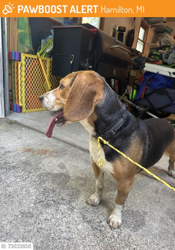 Found/Stray Male Dog last seen 136th between 30th and 32nd, Hamilton, MI 49419