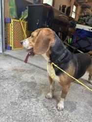 Found/Stray Male Dog last seen 136th between 30th and 32nd, Hamilton, MI 49419