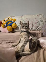 Lost Female Cat last seen Near S Railroad, Staten Island, NY 10306