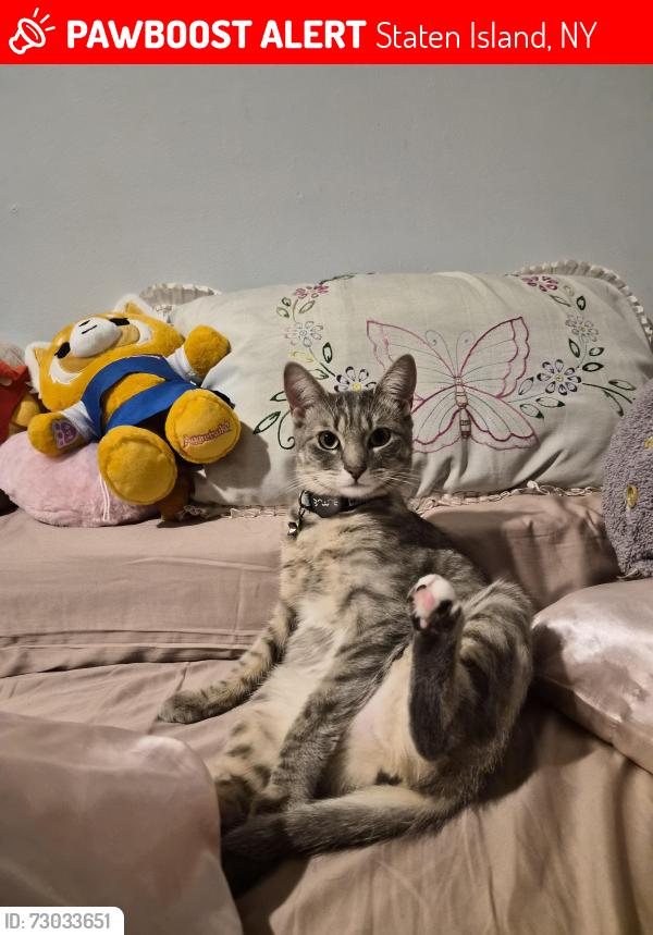 Lost Female Cat last seen Near S Railroad, Staten Island, NY 10306