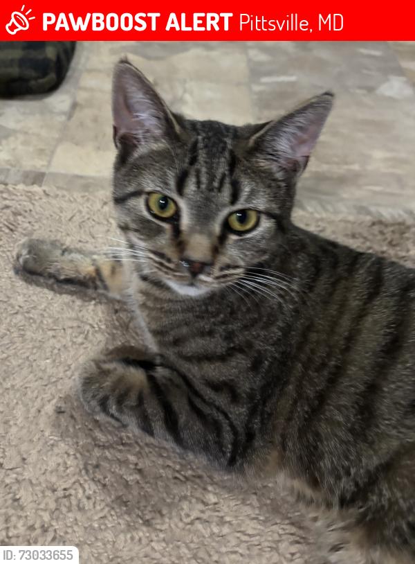 Lost Male Cat last seen Old ocean city blvd, Pittsville, MD 21850