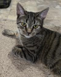 Lost Male Cat last seen Old ocean city blvd, Pittsville, MD 21850