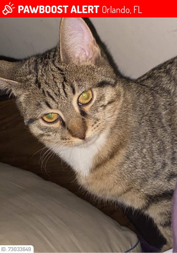 Lost Male Cat last seen Publix metro west , Orlando, FL 32835
