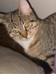 Lost Male Cat last seen Publix metro west , Orlando, FL 32835