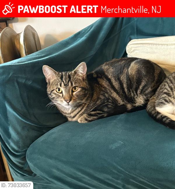 Lost Male Cat last seen Lexington Ave, between chestnut and maple ave, Merchantville, NJ 08109