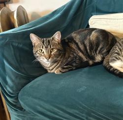 Lost Male Cat last seen Lexington Ave, between chestnut and maple ave, Merchantville, NJ 08109