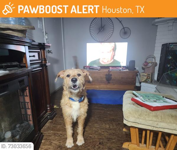 Found/Stray Male Dog last seen Near and Kuykendahl Rd, Houston, TX 77090