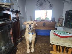 Found/Stray Male Dog last seen Near and Kuykendahl Rd, Houston, TX 77090