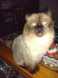 Lost Female Cat last seen Wilson and Eisenhower , Loveland, CO 80537