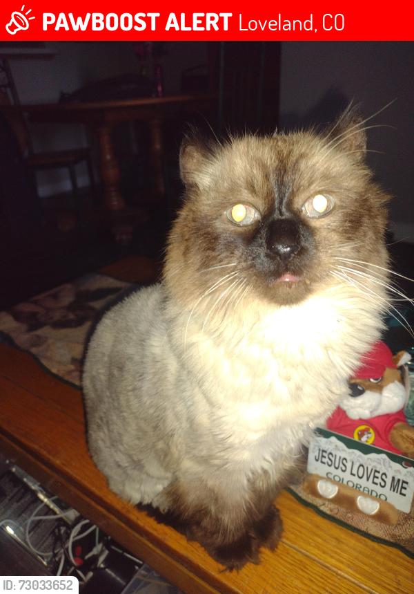 Lost Female Cat last seen Wilson and Eisenhower , Loveland, CO 80537