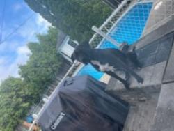 Reunited Male Dog last seen Boul Ste Rose, Laval, QC H7R