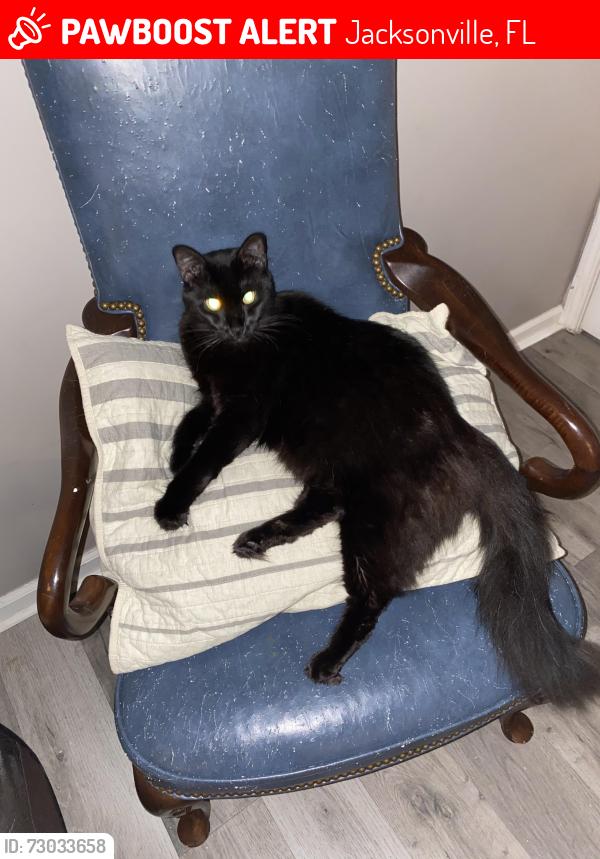 Lost Male Cat last seen Century 21/Virgo st, Jacksonville, FL 32216
