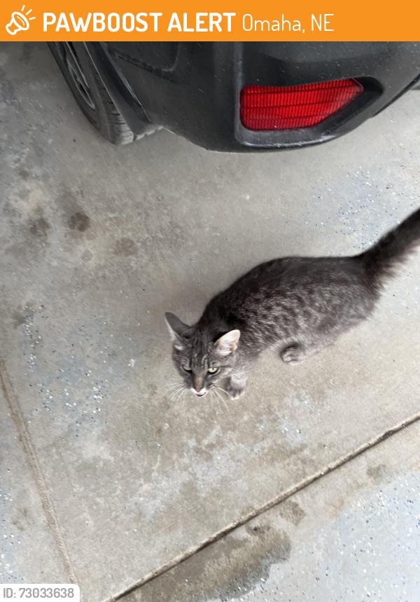 Found/Stray Unknown Cat last seen 119th and Blair High Road, Omaha, NE 68142
