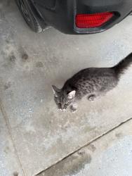 Found/Stray Unknown Cat last seen 119th and Blair High Road, Omaha, NE 68142