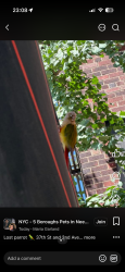 Lost Female Bird last seen Was seen 2nd ave 37th st , New York, NY 10016