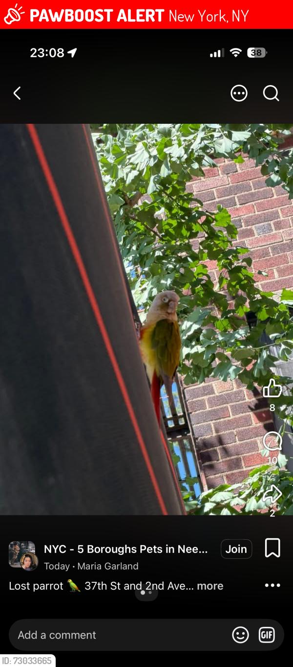 Lost Female Bird last seen Was seen 2nd ave 37th st , New York, NY 10016