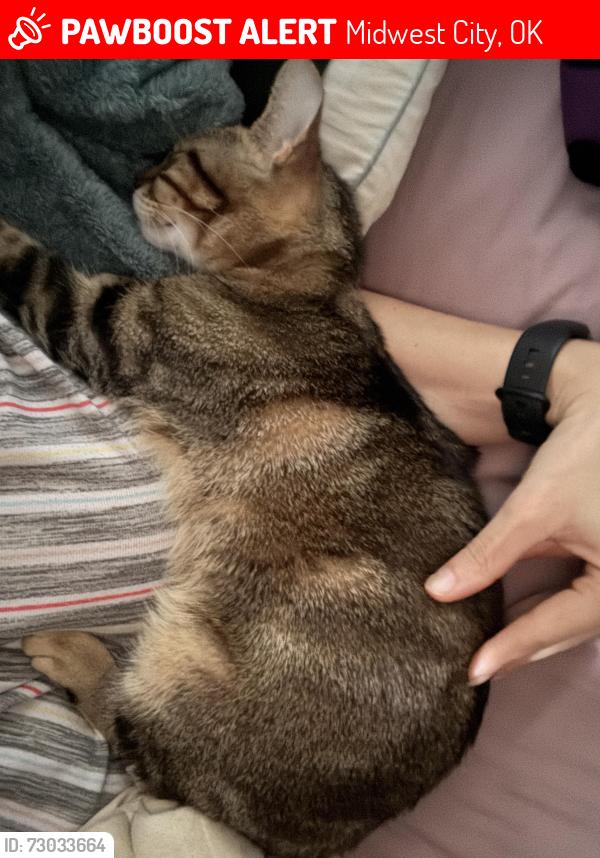 Lost Female Cat last seen Country club ter and Belaire Dr., Midwest City, OK 73110