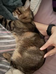 Lost Female Cat last seen Country club ter and Belaire Dr., Midwest City, OK 73110