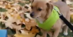Lost Male Dog last seen Minnesota Ave Knoxville TN 37921, Knoxville, TN 37921