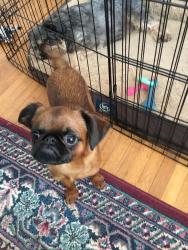 Lost Male Dog last seen Ewbank drive, Druid Hills, Hendersonville, NC 28791