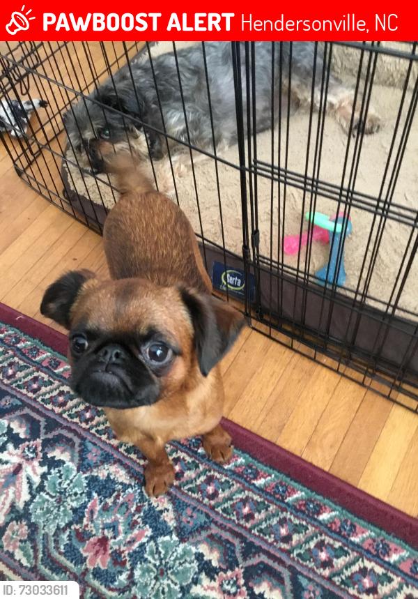 Lost Male Dog last seen Ewbank drive, Druid Hills, Hendersonville, NC 28791