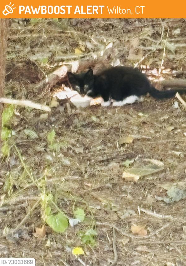 Found/Stray Unknown Cat last seen Belden Hill Rd., Wilton, CT 06850