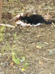 Found/Stray Unknown Cat last seen Belden Hill Rd., Wilton, CT 06850