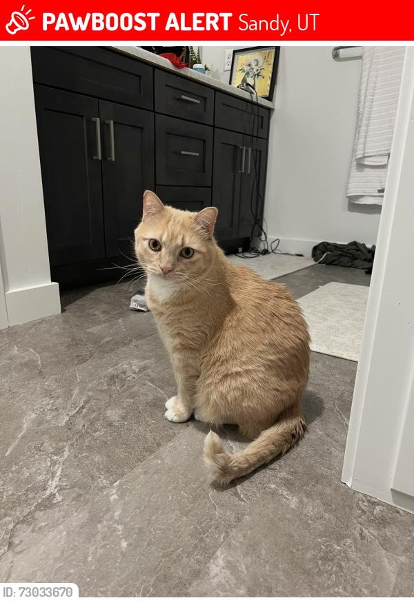 Lost Male Cat last seen Altara Elementary School, Sandy, UT 84094