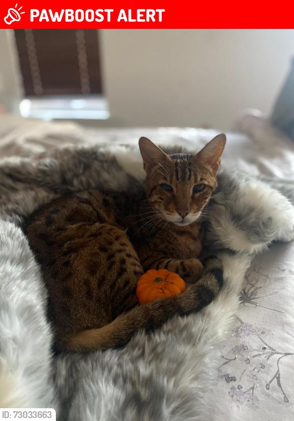 Lost Male Cat last seen Florence road, West Midlands, England B27