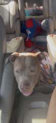 Found/Stray Female Dog last seen Bowen Road, Washington, DC 20020