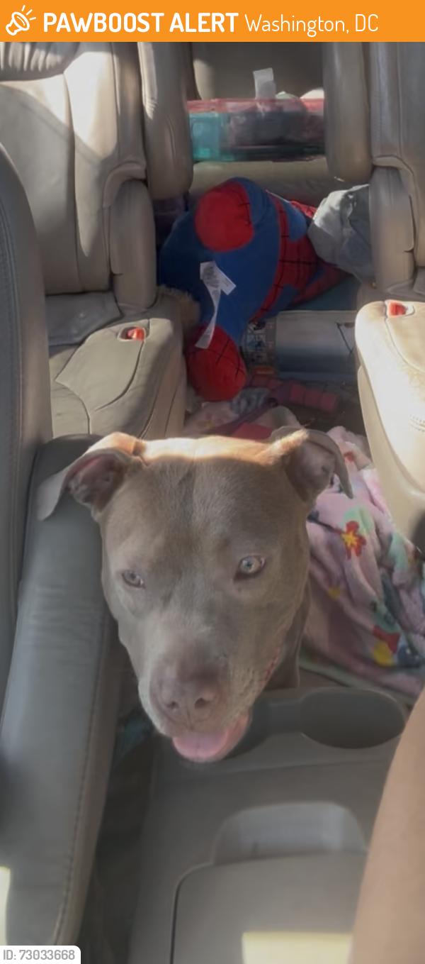 Found/Stray Female Dog last seen Bowen Road, Washington, DC 20020