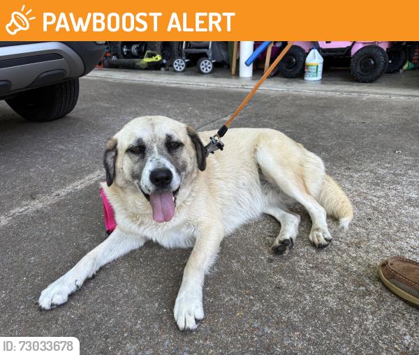 Found/Stray Female Dog last seen Hinkle and Thatch Roads, Hamilton County, TN 37341