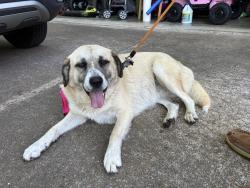 Found/Stray Female Dog last seen Hinkle and Thatch Roads, Hamilton County, TN 37341