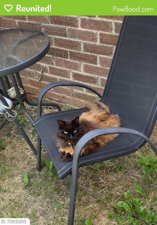 Reunited Female Cat last seen Brampton road ub10, Greater London, England UB10