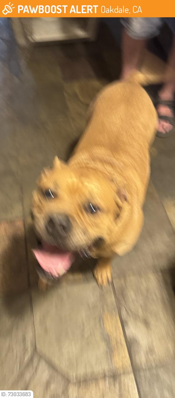Found/Stray Male Dog last seen Knox , Oakdale, CA 95361