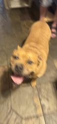 Found/Stray Male Dog last seen Knox , Oakdale, CA 95361