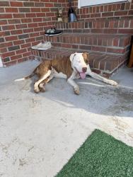 Found/Stray Female Dog last seen McNeill st and 14th street, Lillington, NC 27546