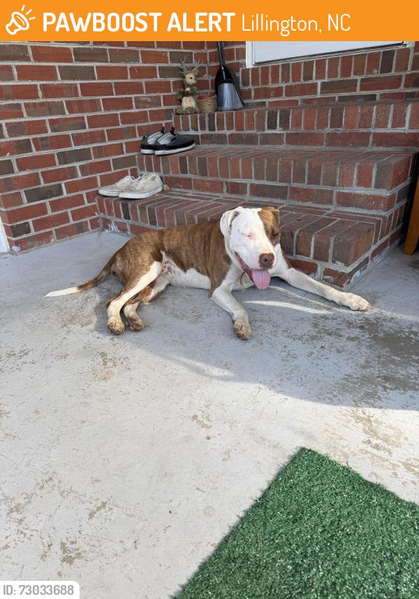 Found/Stray Female Dog last seen McNeill st and 14th street, Lillington, NC 27546