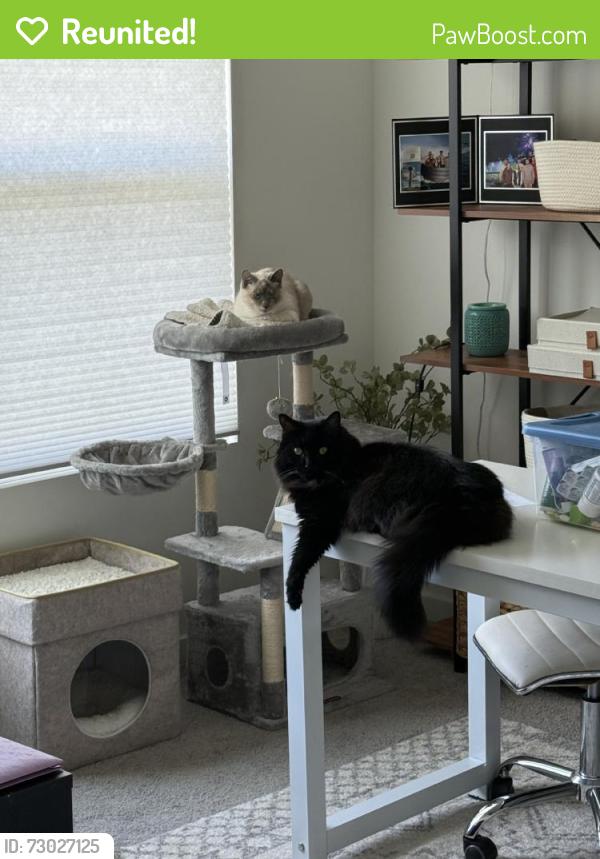 Reunited Male Cat last seen Near Hampshire Ct, Amherst, OH 44001, USA, Amherst, OH 44001