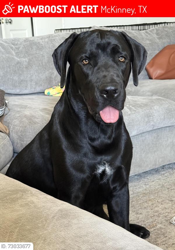 Lost Male Dog last seen Flycatcher Ln, McKinney, TX 75071