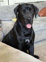 Lost Male Dog last seen Flycatcher Ln, McKinney, TX 75071