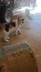Reunited Female Cat last seen Near Gibson Dr , The Colony, TX 75056