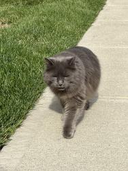 Found/Stray Unknown Cat last seen Dadeville Dr., Westerville, OH 43081