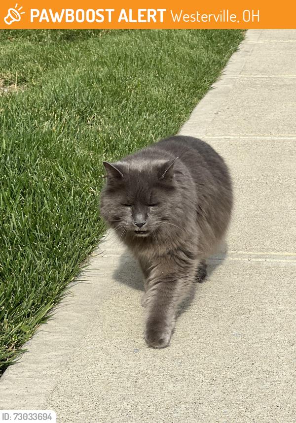 Found/Stray Unknown Cat last seen Dadeville Dr., Westerville, OH 43081