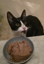 Found/Stray Female Cat last seen Odin st and thornberry, Spring Hill, FL 34609