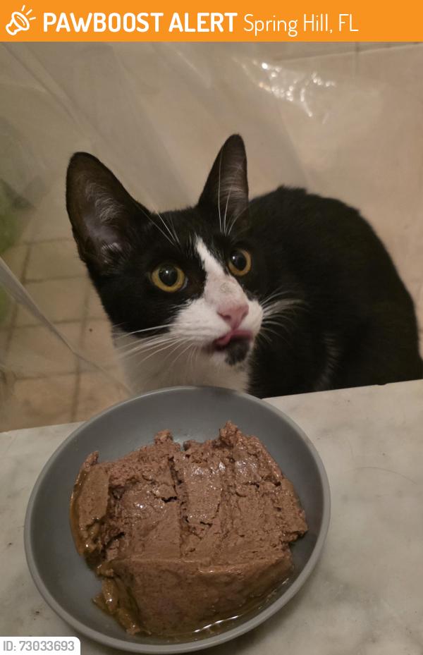 Found/Stray Female Cat last seen Odin st and thornberry, Spring Hill, FL 34609