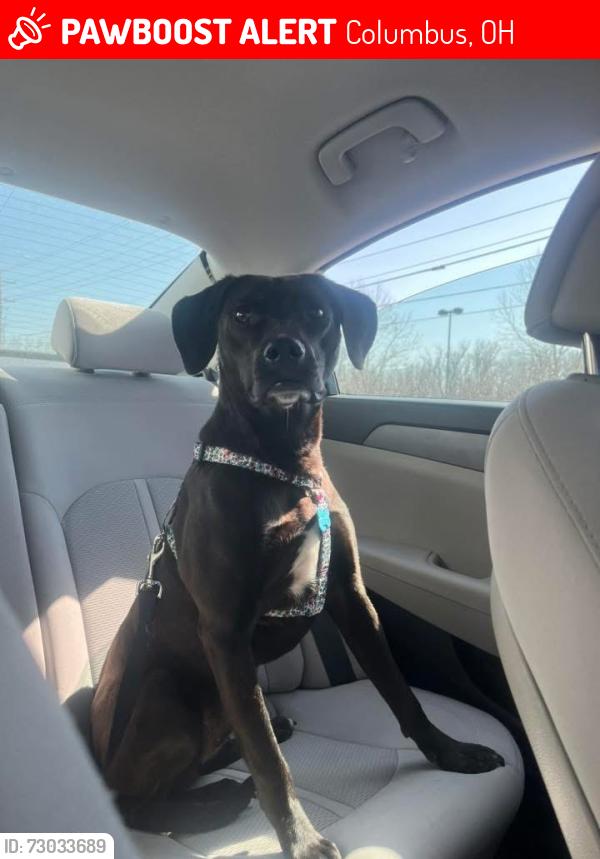 Lost Female Dog last seen East Livingston and Main st., Columbus, OH 43227
