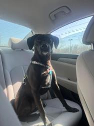 Lost Female Dog last seen East Livingston and Main st., Columbus, OH 43227